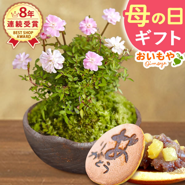 数量限定！母の日ギフトにオススメ♪ お母さんに小粋な極姫薔薇の盆栽をお届け！ 邪魔にならない手のひらサイズで育て方の説明書付き。 安心して育てていただけます。 さらに感謝の焼き印がはいったありがとうど