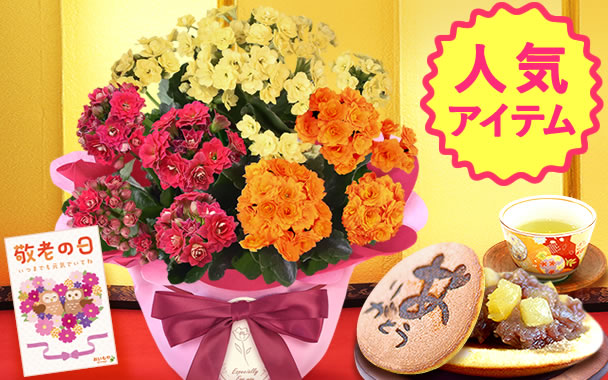 
�h�V�̓� �@�J�����R�G �ǂ�₫�Z�b�g
