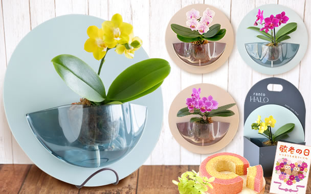 
�I�ׂ�HALO�Ӓ�����䕃o�E��
