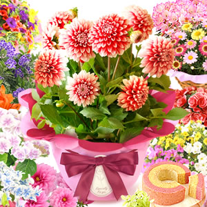 
��̓��M�t�g�I�ׂ邨��
