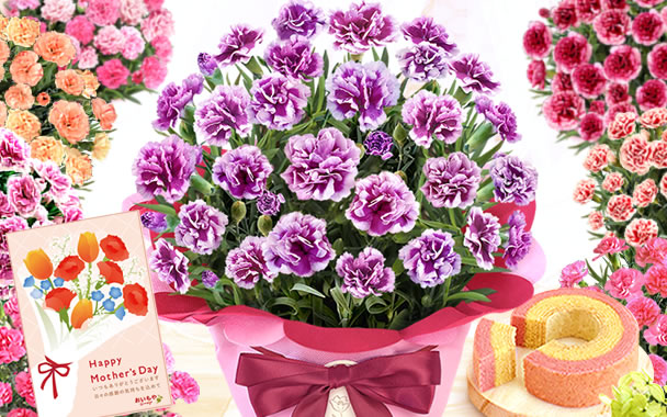 
��̓� �v���[���g �J�[�l�[�V�����@���A�� 5�� �F
