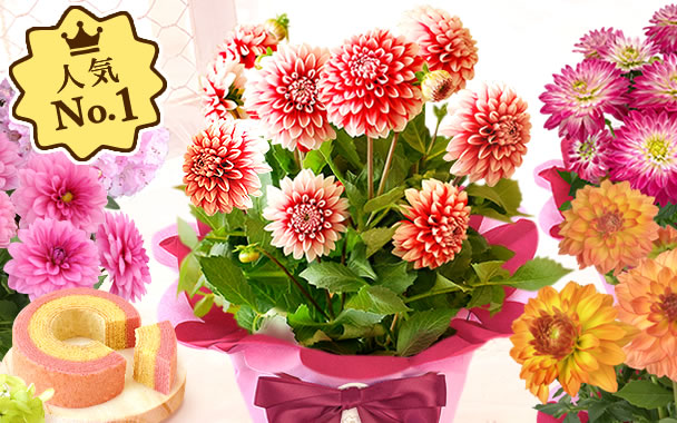 
�J�[�l�[�V�����ȊO�_���A�@�{�X�C�[�c�@�S��
