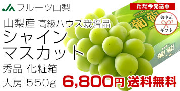 RnEXVC1[