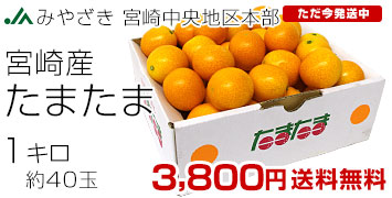 �{�蒆�����܂���1�L��