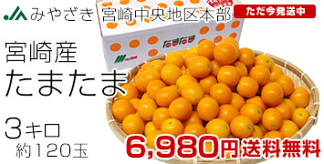 �{�蒆�����܂���3�L��