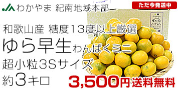 紀南ゆら早生3キロ