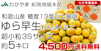 紀南ゆら早生5キロ