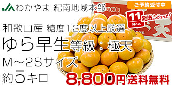 紀南ゆら早生極天5キロ