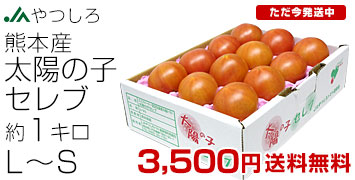 ���z�̎q�Z���u �g�}�g1�L��