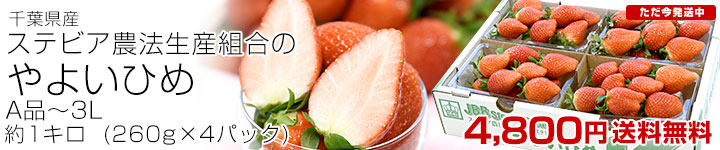 ��t�X�e�r�A��悢�P