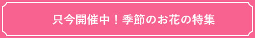 季節のお花の特集