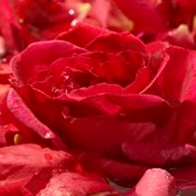 スパークリングローズ ギフトボックス入（ローズソーダ・ローズサイダー）