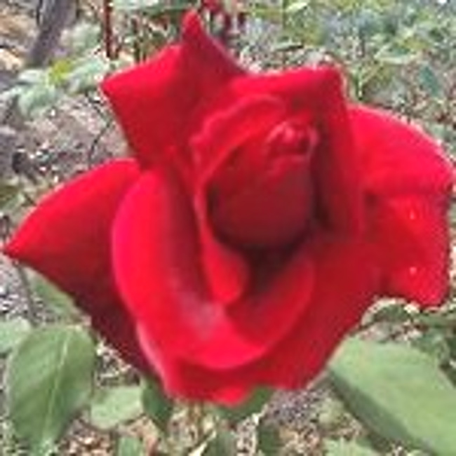 スパークリングローズ ギフトボックス入（ローズソーダ・ローズサイダー）