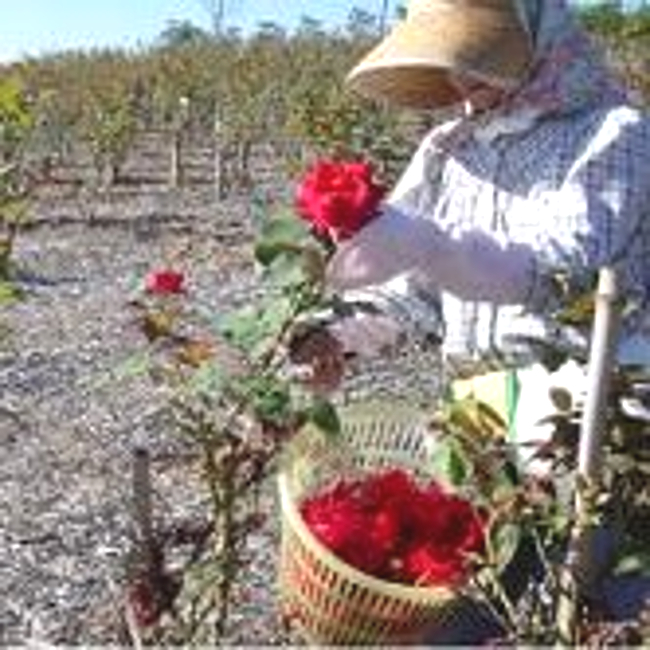 スパークリングローズ ギフトボックス入（ローズソーダ・ローズサイダー）