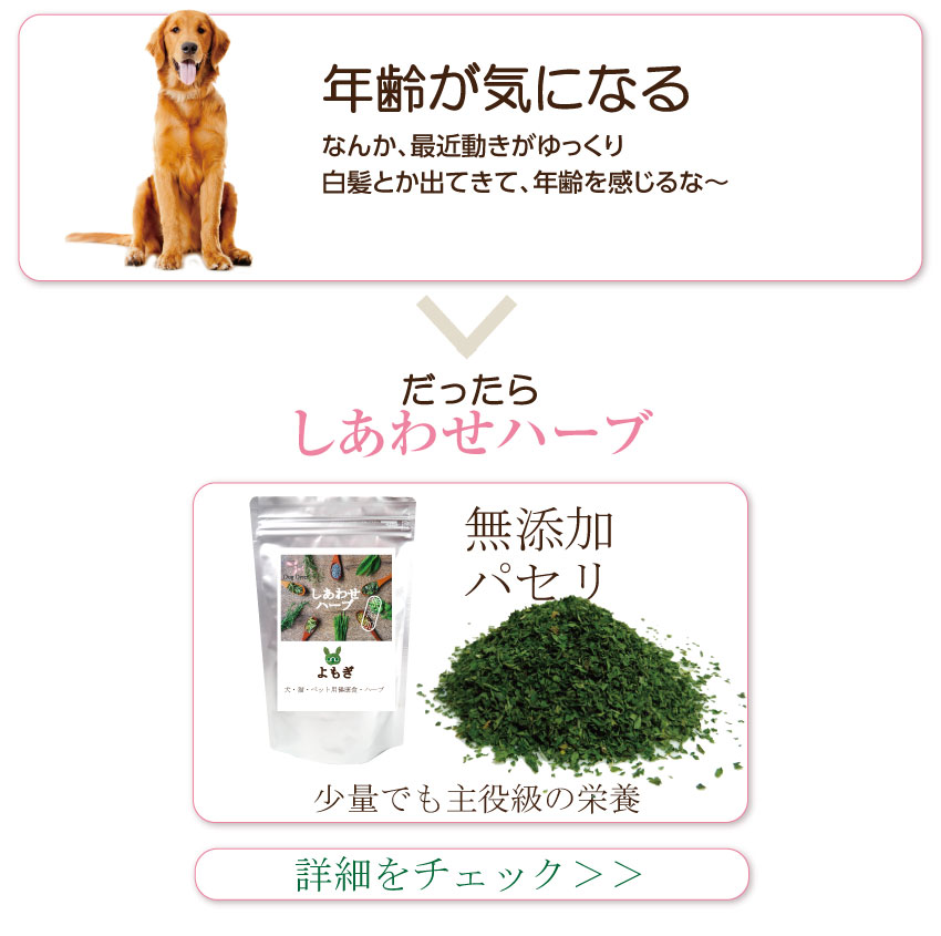 ���Y���E�L�@�E�p�Z��