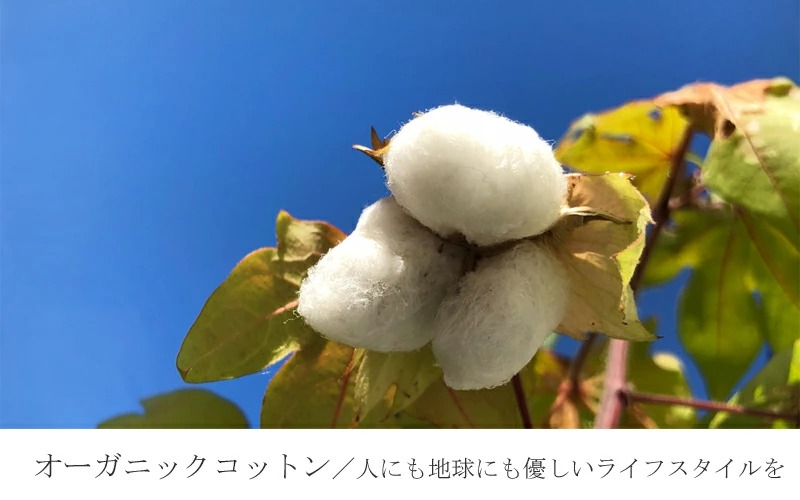 �I�[�K�j�b�N�R�b�g��