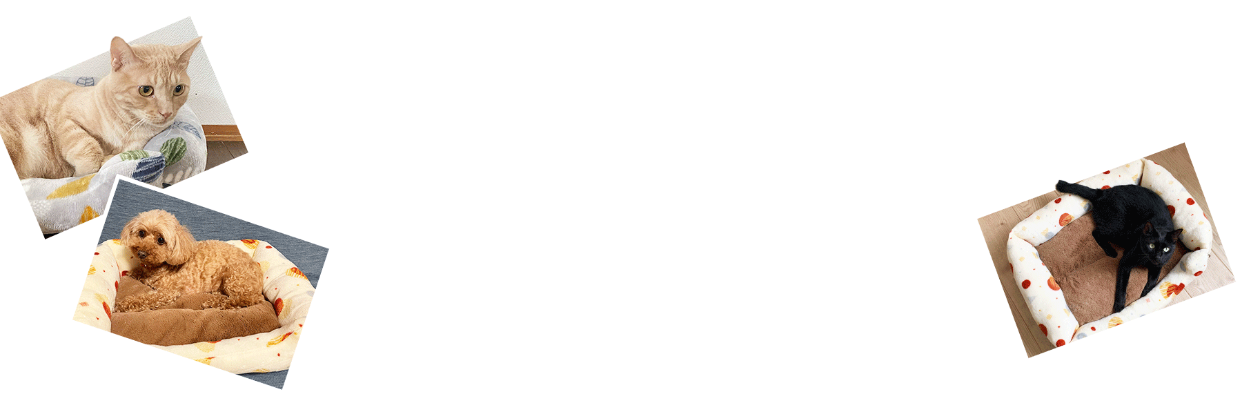 �x�[�V�b�N�f�U�C��