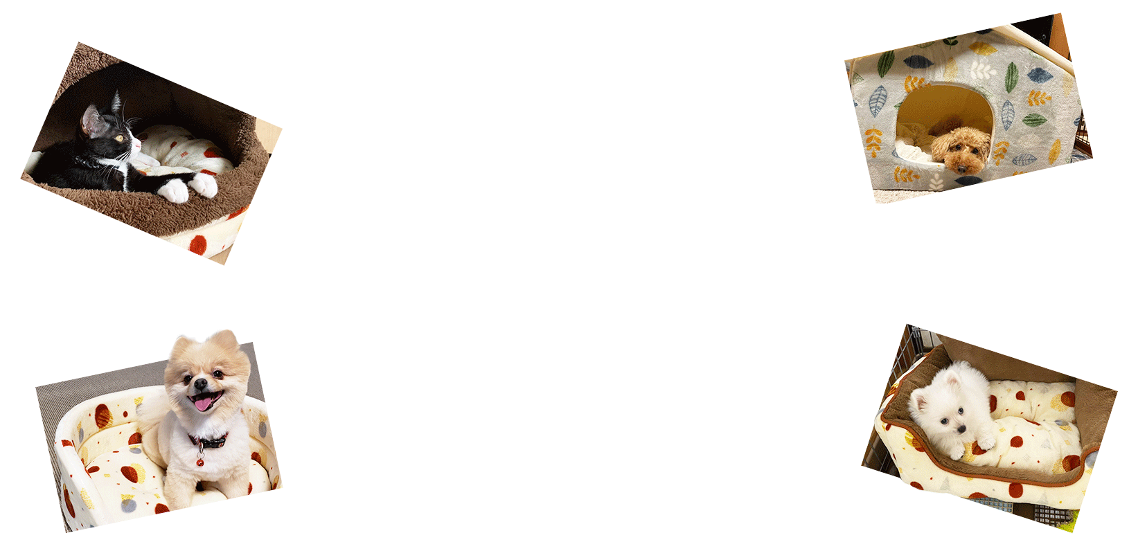 �x�[�V�b�N�f�U�C��