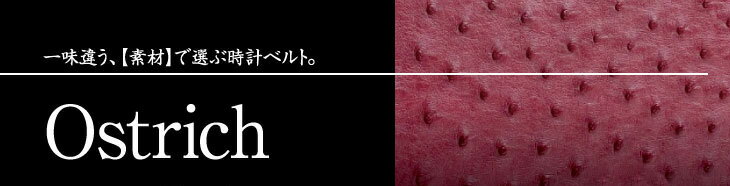 �I�[�X�g���b�`