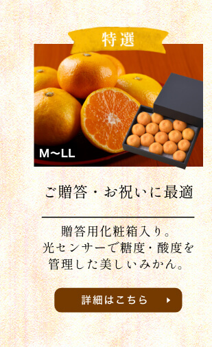 三ヶ日みかん早生-特選-