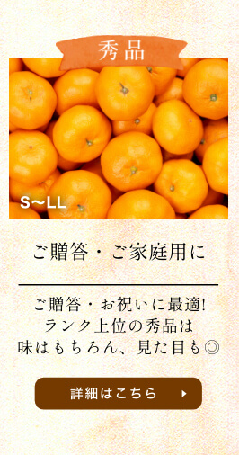 三ヶ日みかん早生-秀品-