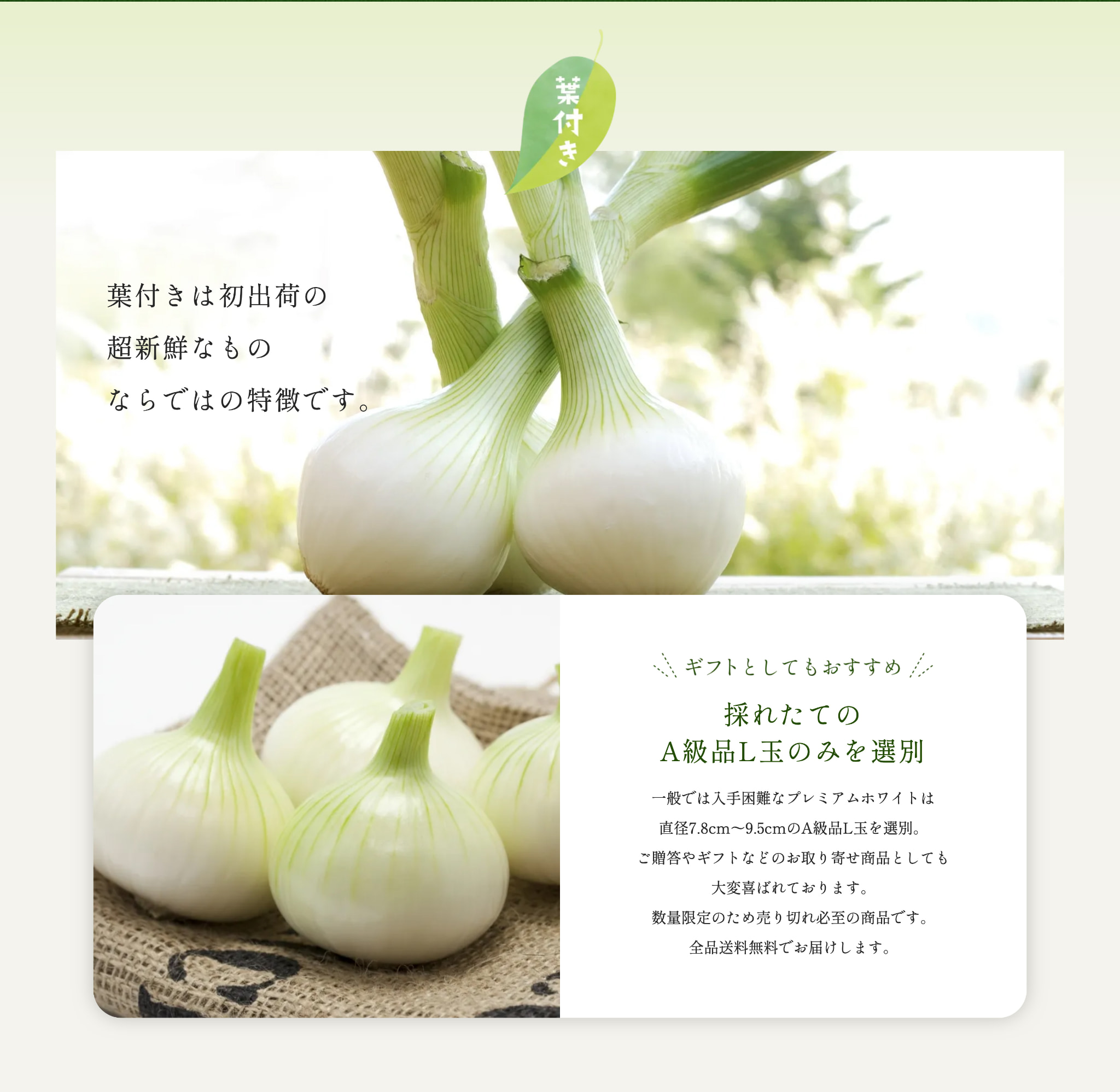 �t�t�� �l���Y���ʂ˂�