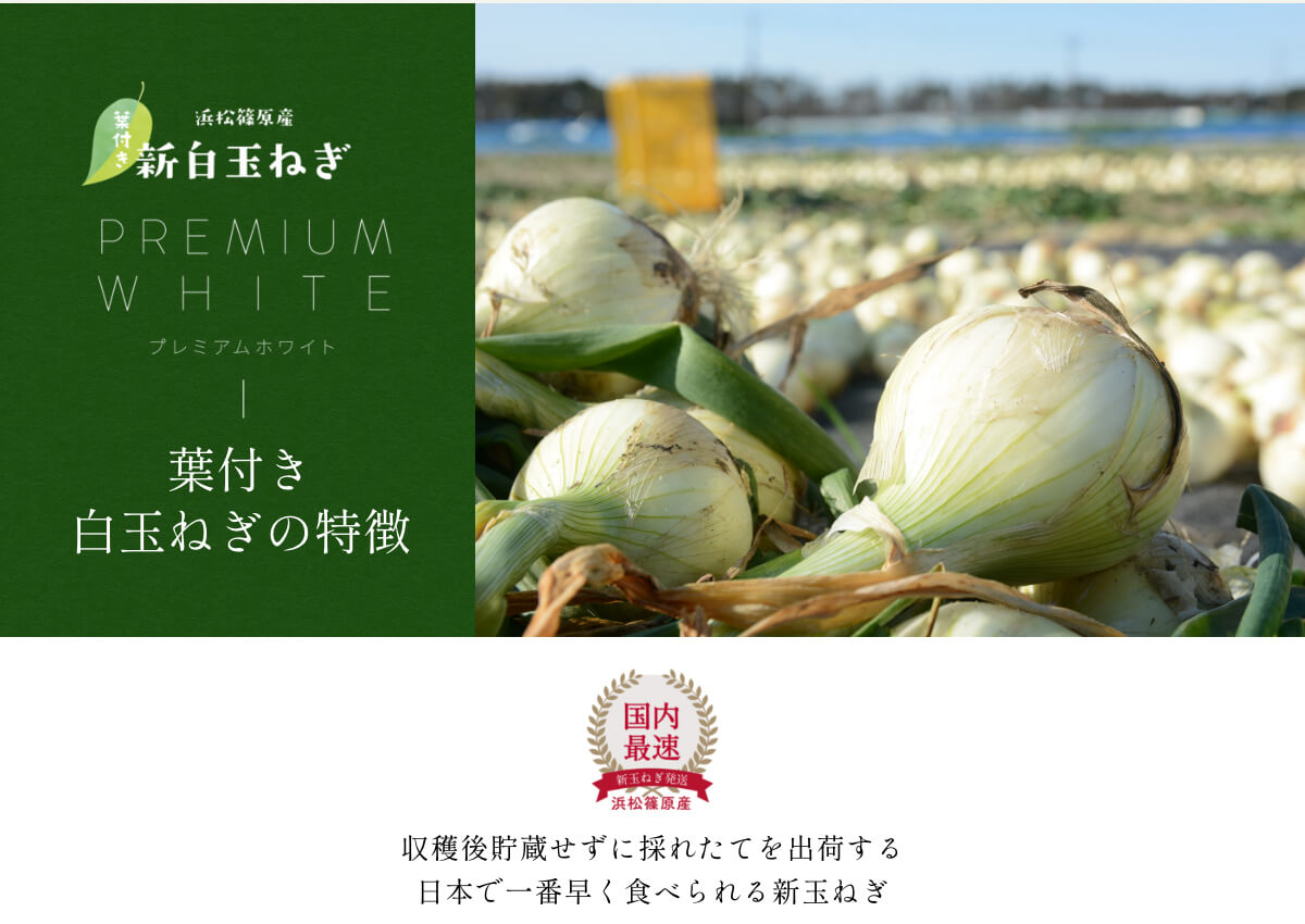 �t�t�� �l���Y���ʂ˂�