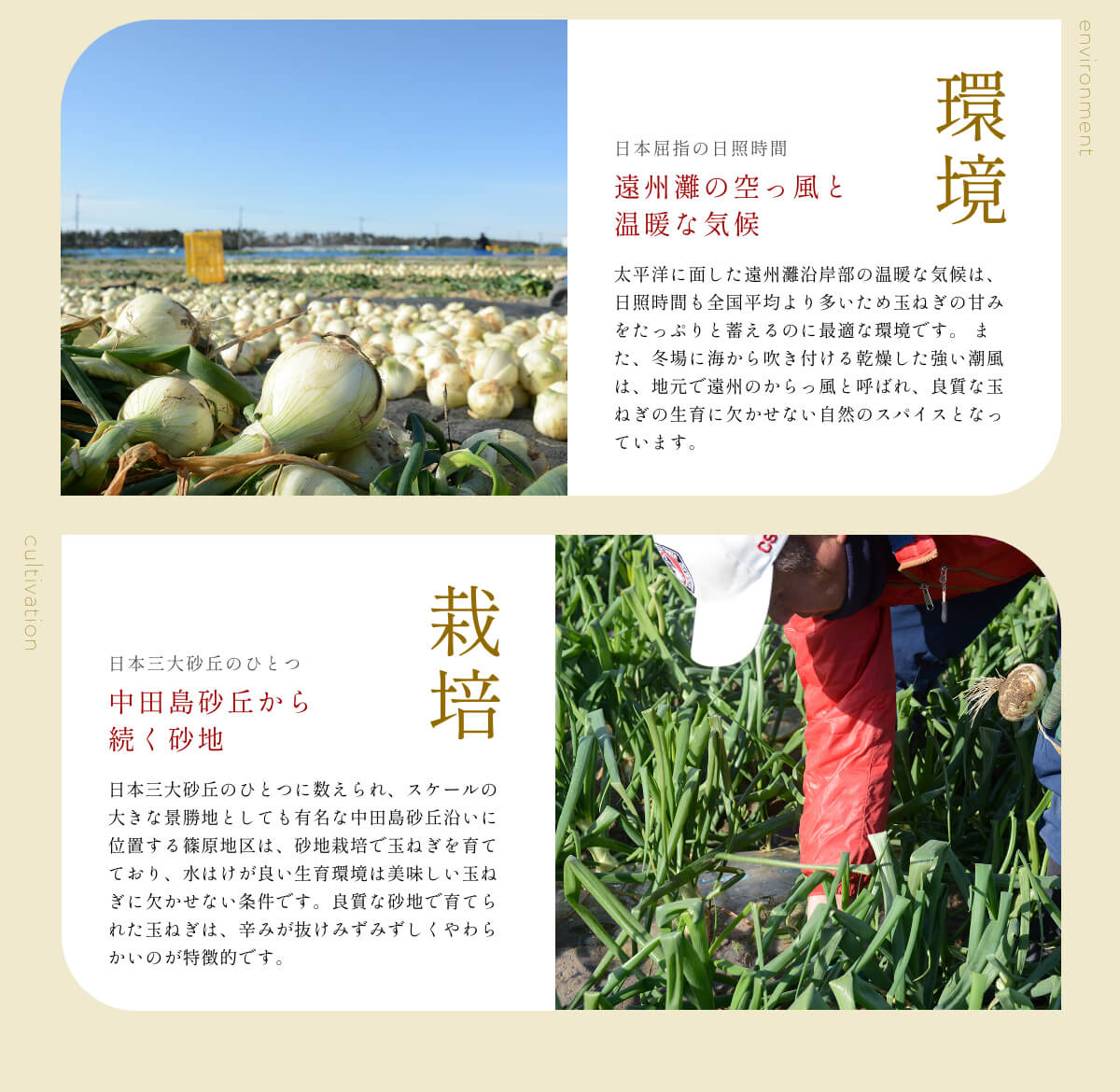  �l���Y�V�ʂ˂�