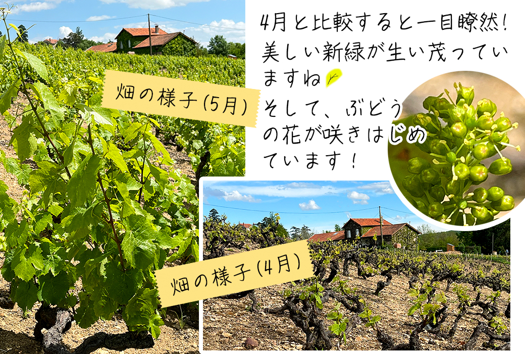 �{�W�����[�E�k�[���H�[