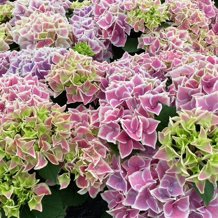 雨に強い花！プランターや地植えでも育てられる花の種や苗のおすすめは？