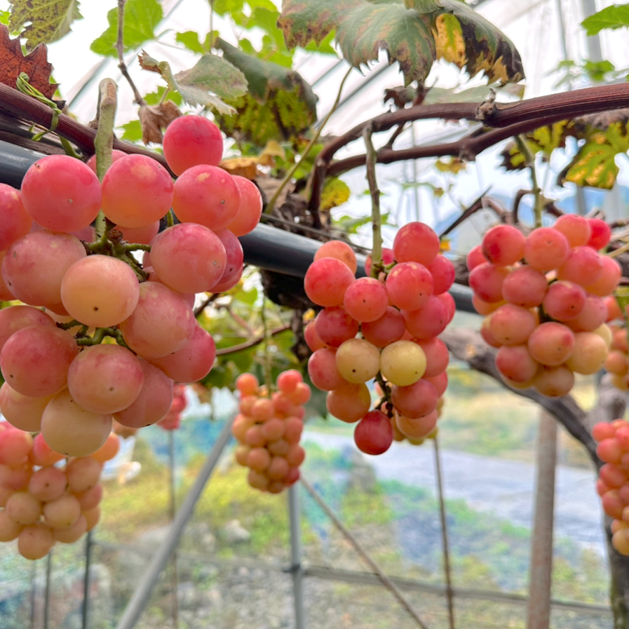 熊本産 赤ぶどう クイーンニーナ 特A優品 高級 約1.5キロ 箱込み【003】ぶどう 熊本県産 フルーツ