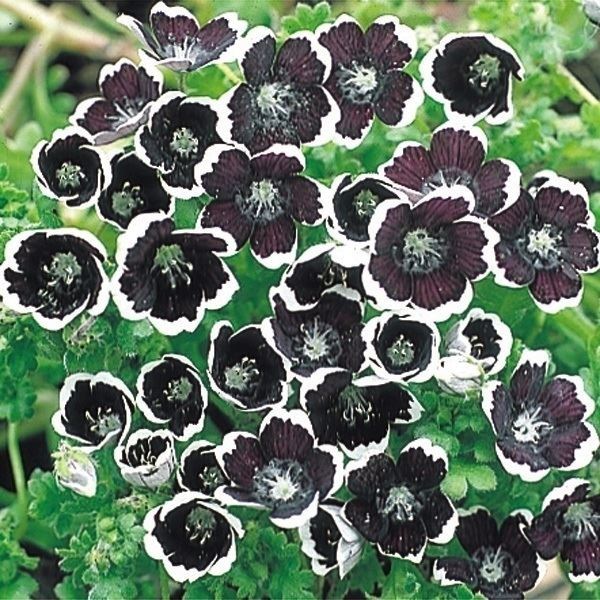 種 花たね ネモフィラ ペニーブラック 1袋（400mg）
